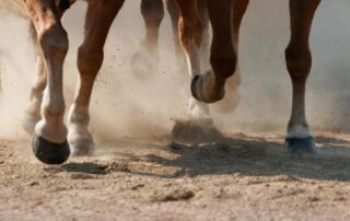 equine-windpuffs-condition