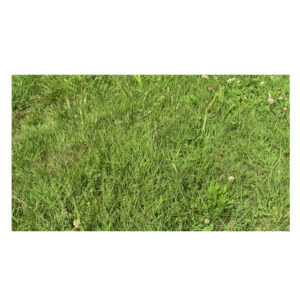 Pasture Grass (Eastern US)