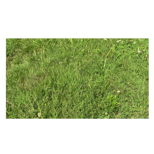 Pasture Grass (PEI Avg)