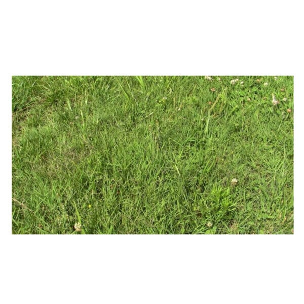 Pasture Grass (Western US)