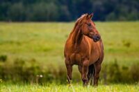Protein in the Equine Diet: Nutrient Requirements, Sources & Amino Acids