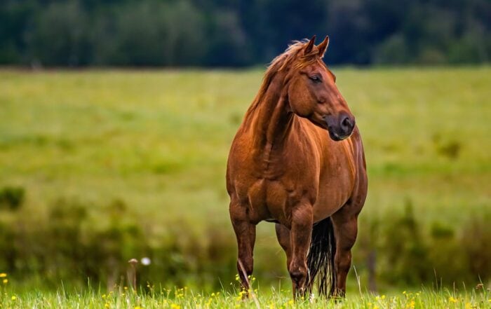 Protein in the Equine Diet: Nutrient Requirements, Sources & Amino Acids
