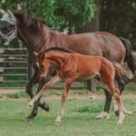 Stephanie Steinhauer