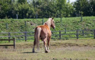 Bladder Stones in Horses