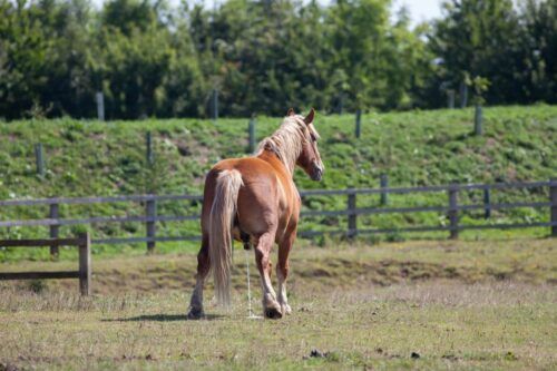 Bladder Stones in Horses