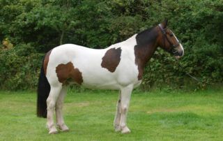 Cob Horse Breed Guide