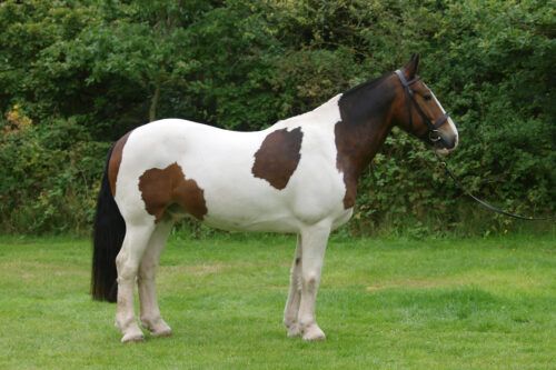 Cob Horse Breed Guide