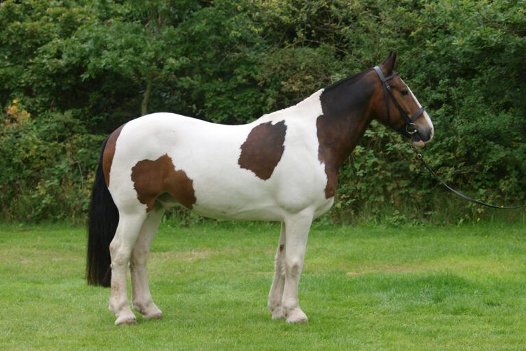Cob Horse Breed Guide