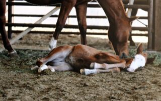 Colic in Foals