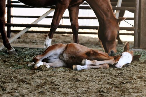 Colic in Foals