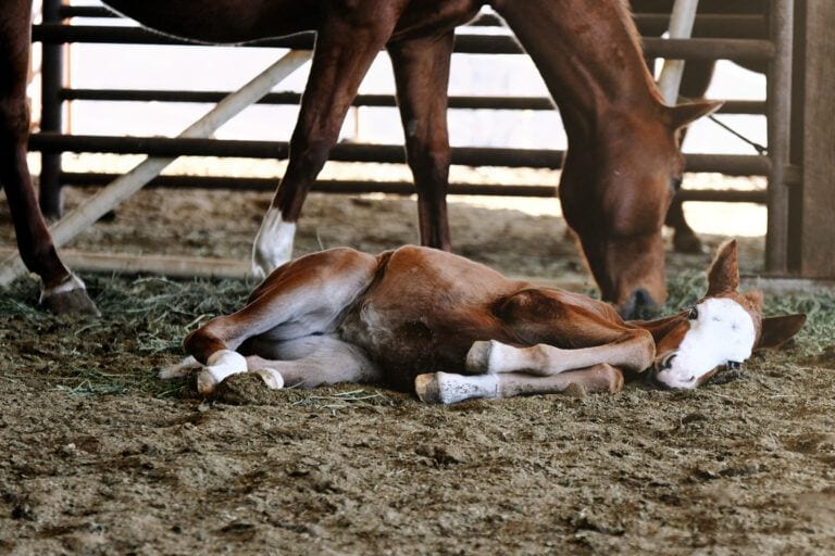 Colic in Foals