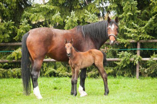 Contagious Equine Metritis