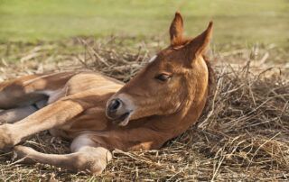 Donor Colostrum for Foals