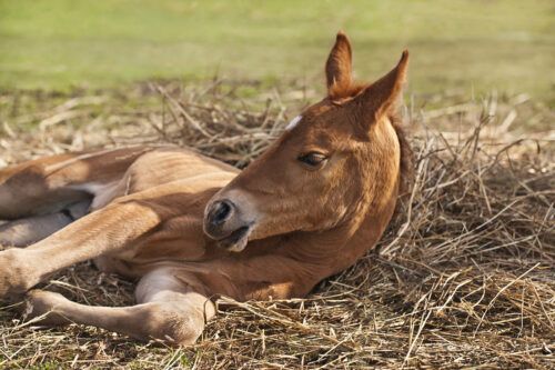 Donor Colostrum for Foals