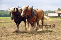 Draft Horse Breed Guide: Characteristics, Health & Nutrition
