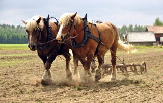 Draft Horse Breed Profile