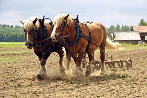 Draft Horse Breed Profile
