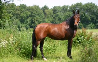 Dutch Warmblood Horse Breed Profile