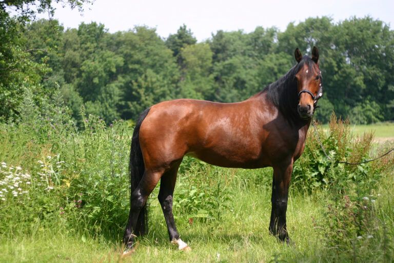 Dutch Warmblood Horse Breed Profile