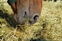 Dysmastication in Horses: Treatment of Chewing Problems and Dental Disorders