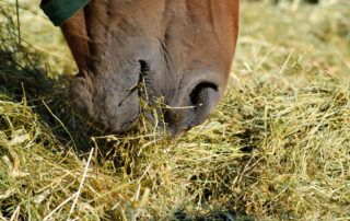 Dysmastication in Horses