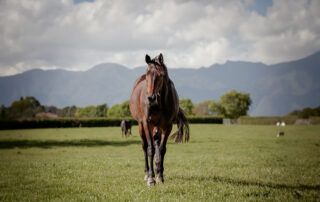 Enlarged Ovaries in Mares