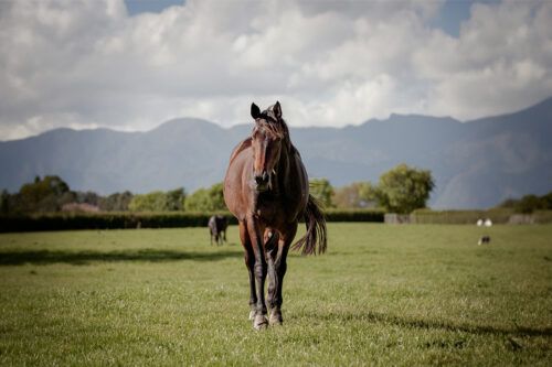 Enlarged Ovaries in Mares