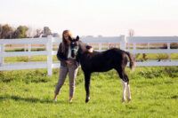 Equine Proliferative Enteropathy: Lawsonia Intracellularis Infection in Horses