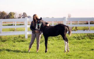 Equine Proliferative Enteropathy - Lawsonia Infection in Horses