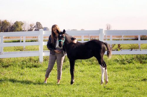 Equine Proliferative Enteropathy - Lawsonia Infection in Horses