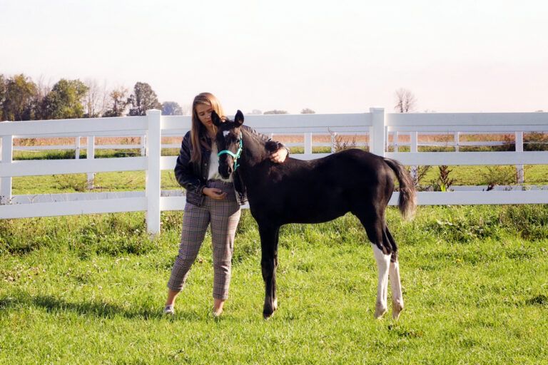 Equine Proliferative Enteropathy - Lawsonia Infection in Horses