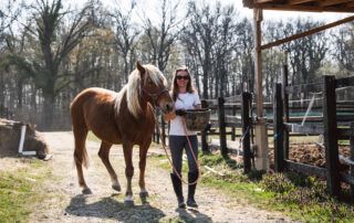 Feeding Beet Pulp to Horses