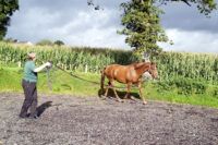 Gait Abnormalities & Disorders in Horses: Causes, Diagnosis & Treatment