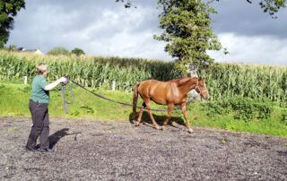 Gait Abnormalities in Horses