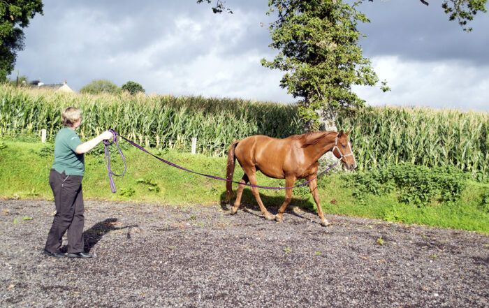 Gait Abnormalities in Horses