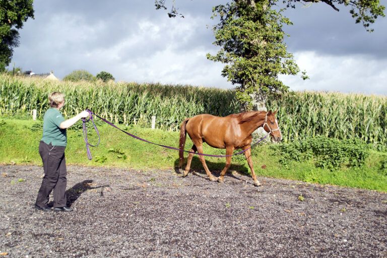 Gait Abnormalities in Horses