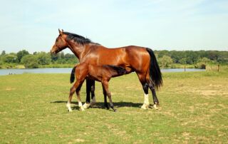 Hanoverian Horse Breed Profile