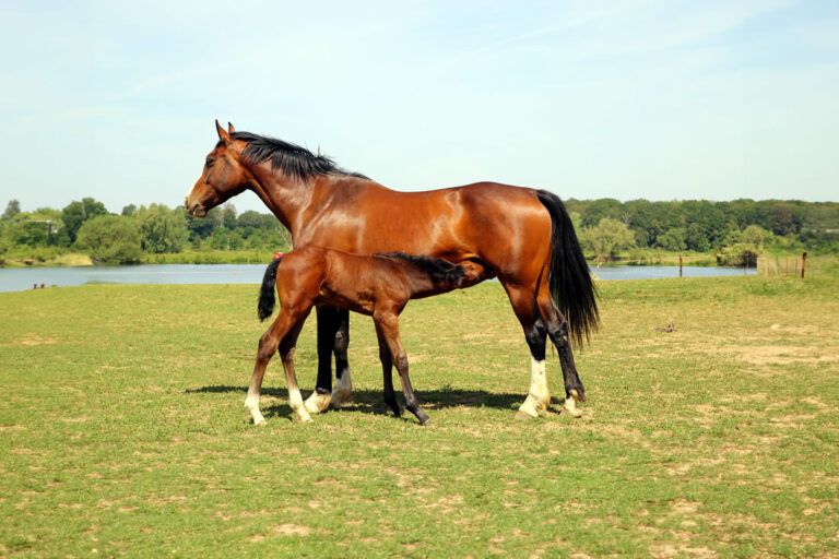 Hanoverian Horse Breed Profile