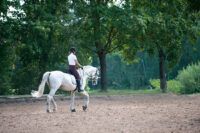 Guide to Horse Gaits: Walk, Trot, Canter, Gallop and More