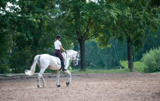 Horse Gaits Guide
