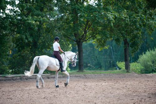 Horse Gaits Guide