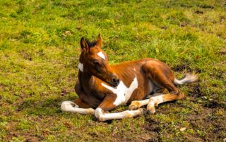 Infectious Diarrhea in Foals