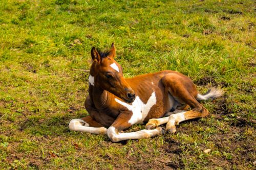 Infectious Diarrhea in Foals