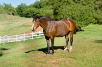 Oldenburg Horse Breed Guide: Characteristics, Health & Nutrition