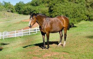 Oldenberg Horse Breed Profile