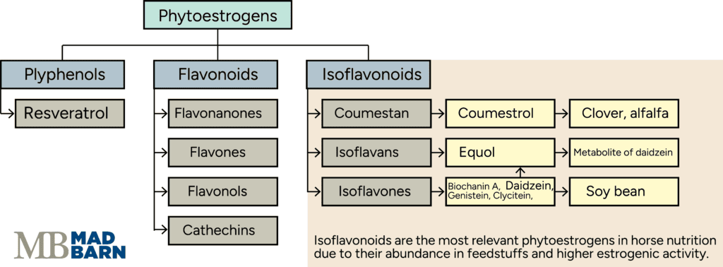 Phytoestrogens and Fertility in Horses