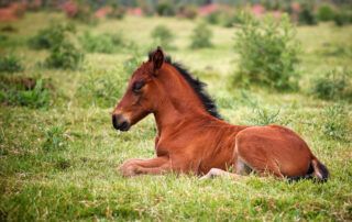 Rattles in Foals