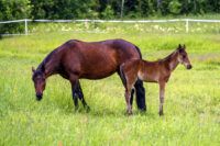 Swedish Warmblood Breed Guide: Characteristics, Health & Nutrition