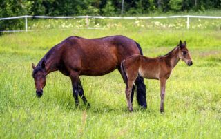 Swedish Warmblood Breed Guide