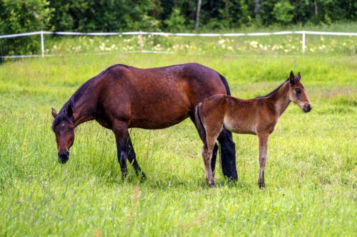 Swedish Warmblood Breed Guide